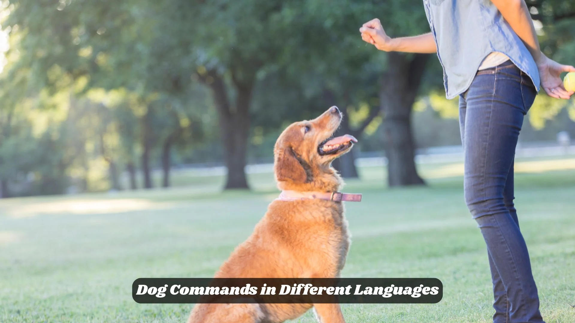 Dog Commands in Different Languages