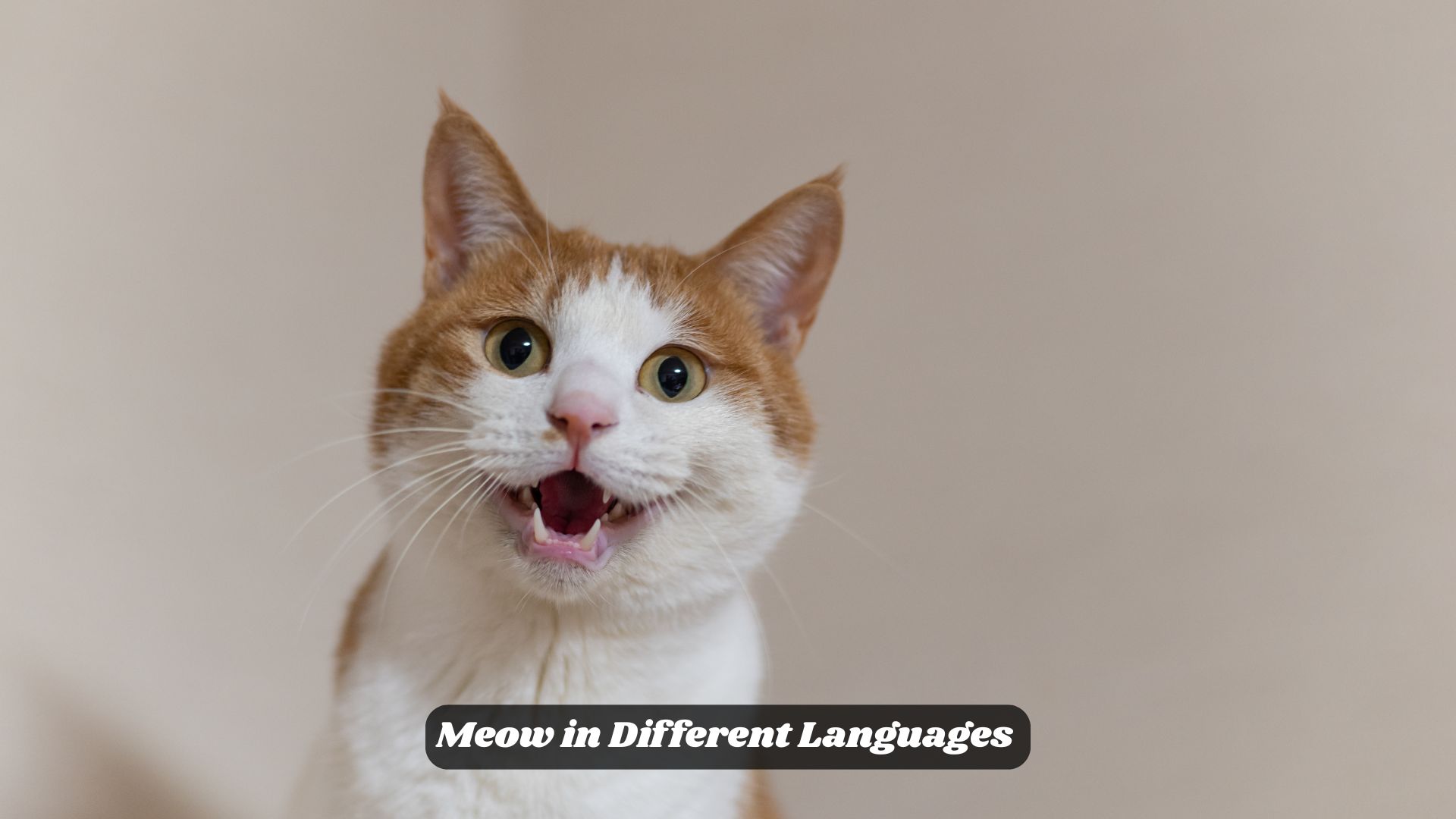 🐱 Meow in Different Languages 