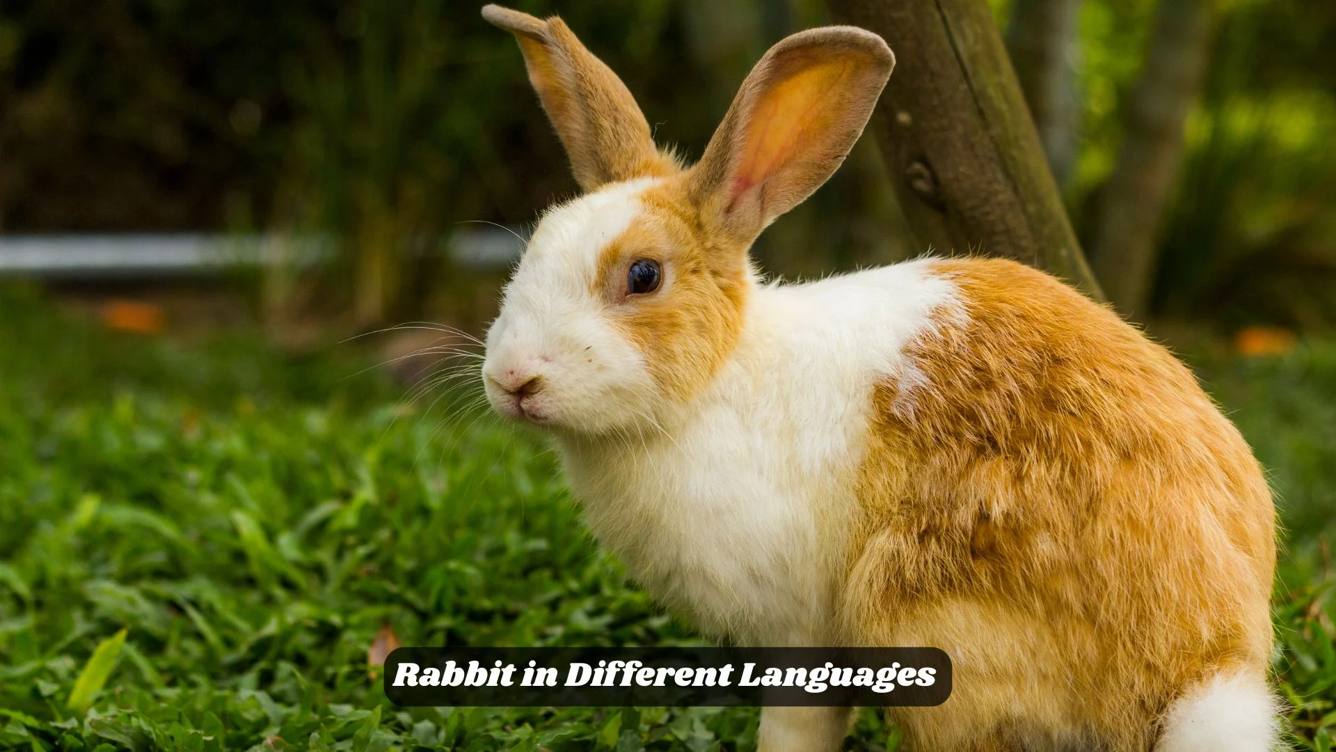 Rabbit in Different Languages 