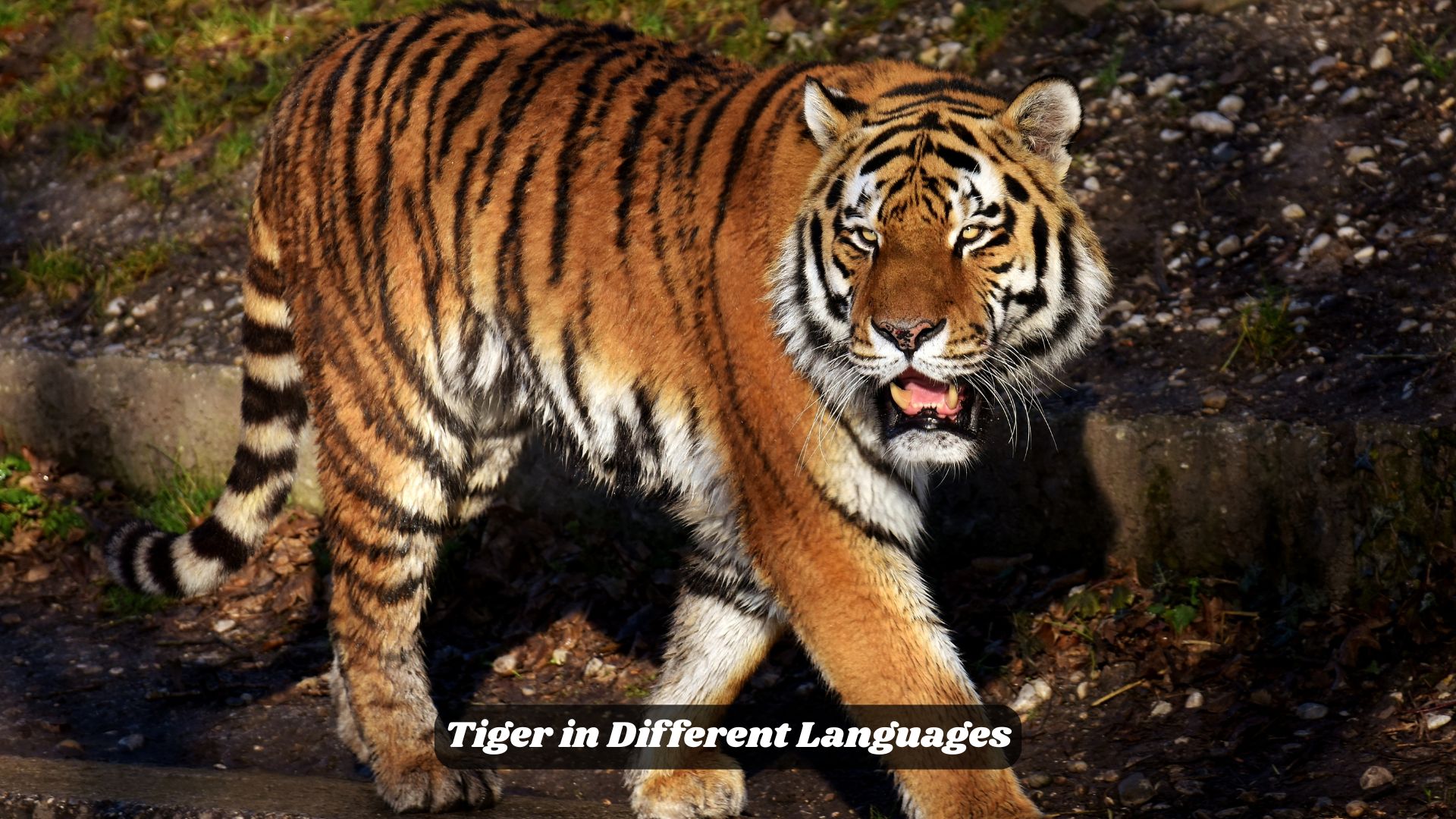 Tiger in Different Languages