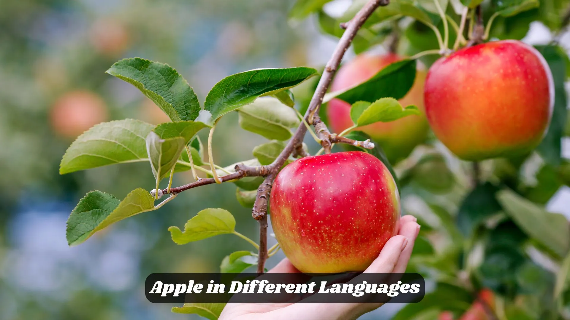 Apple in Different Languages