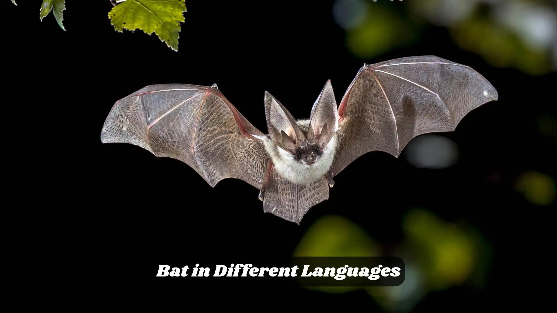 🦇 Bat in Different Languages | The Mysterious Night Flyer Around the World