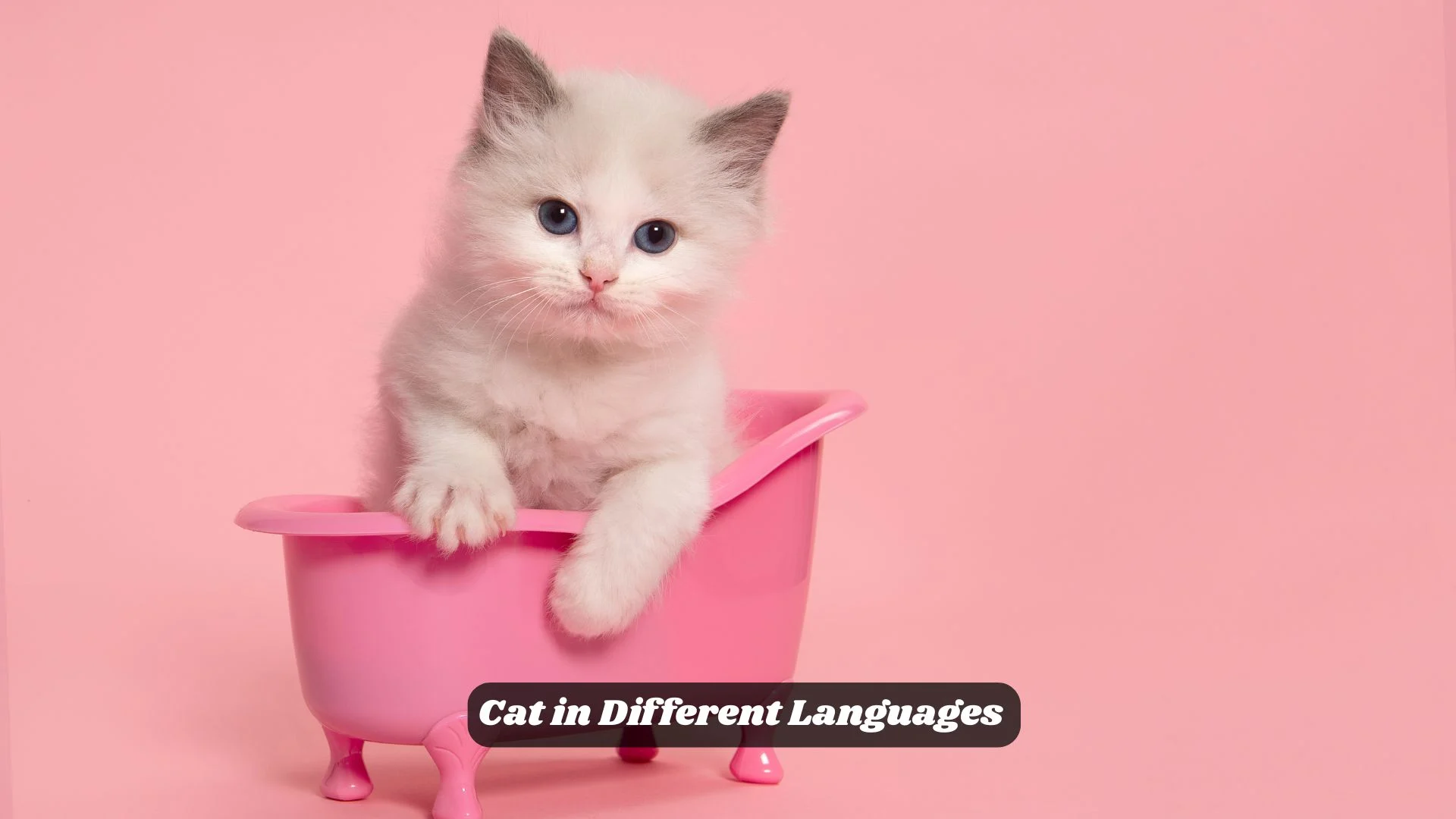 Cat in Different Languages