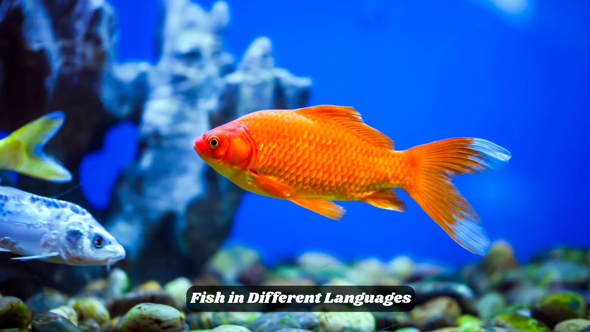 Fish in Different Languages