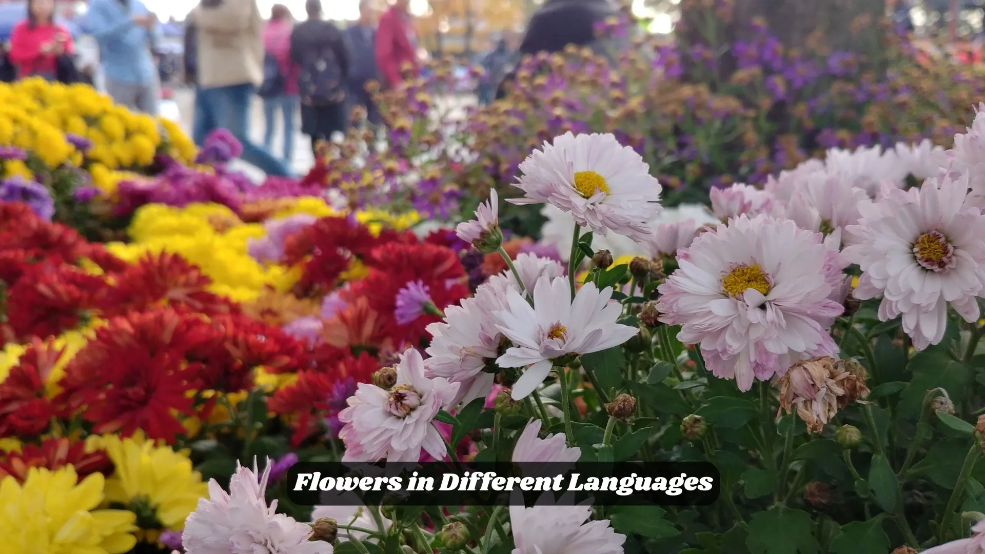 Flowers in Different Languages