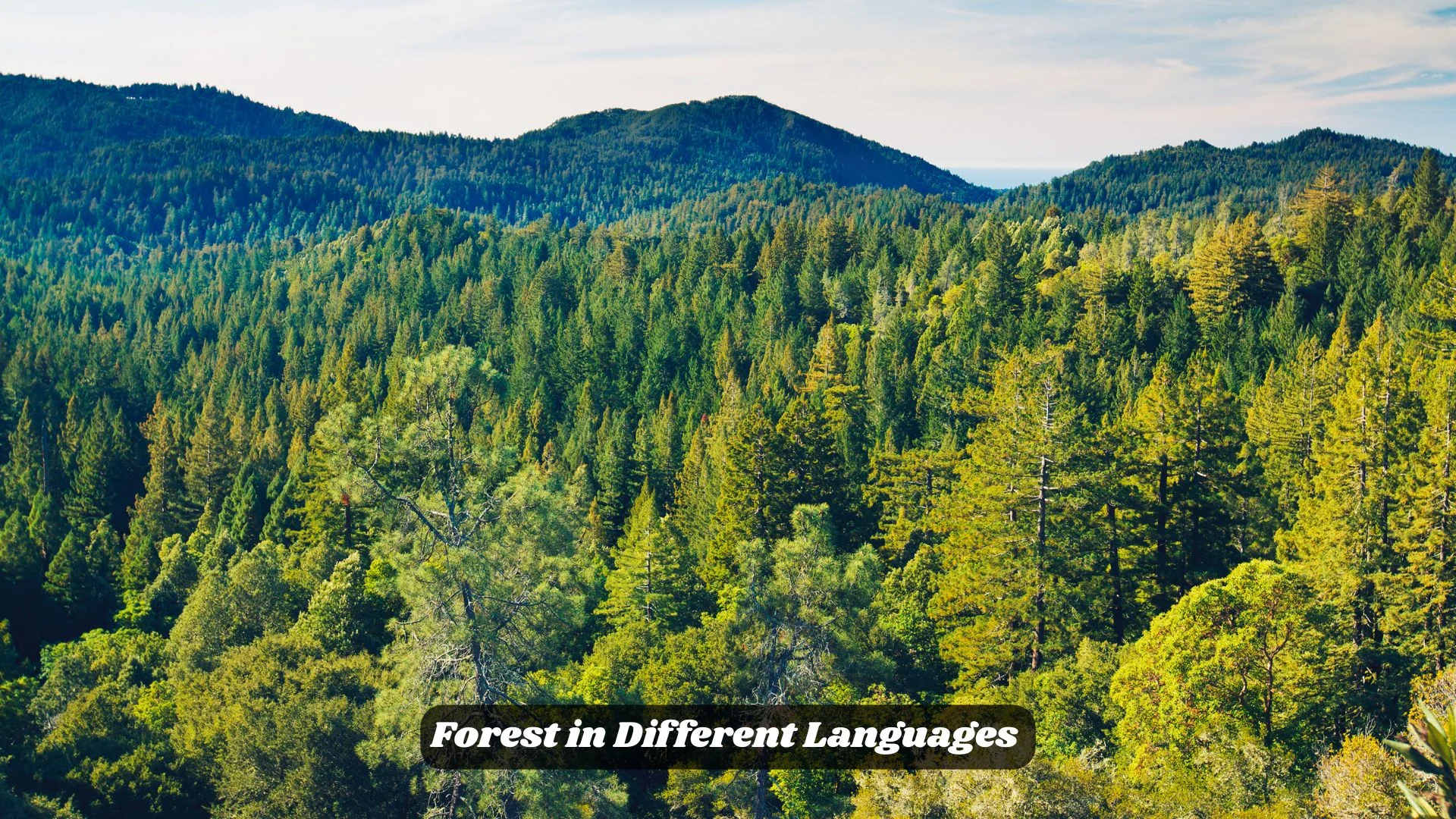 Forest in Different Languages