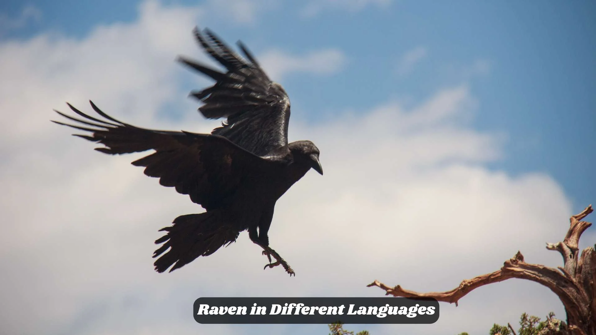 Raven in Different Languages