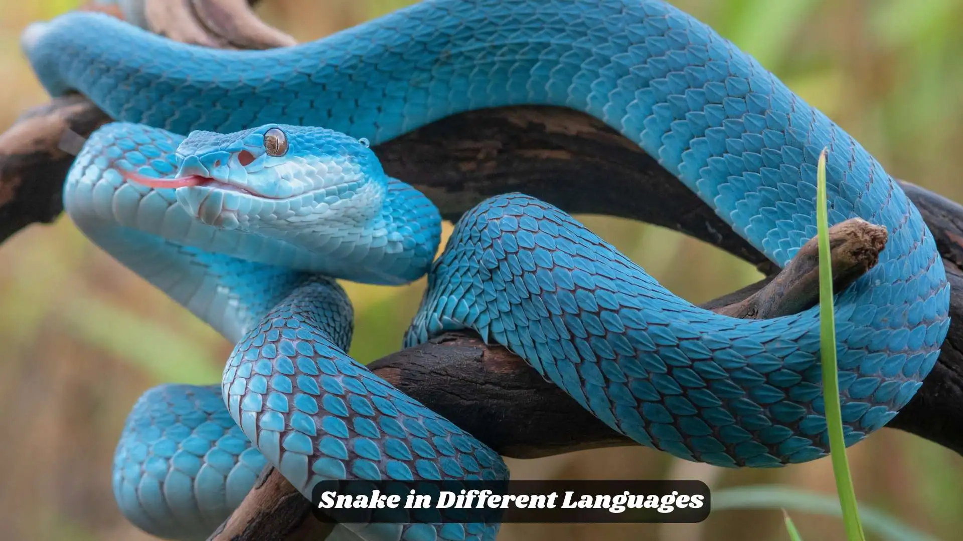Snake in Different Languages