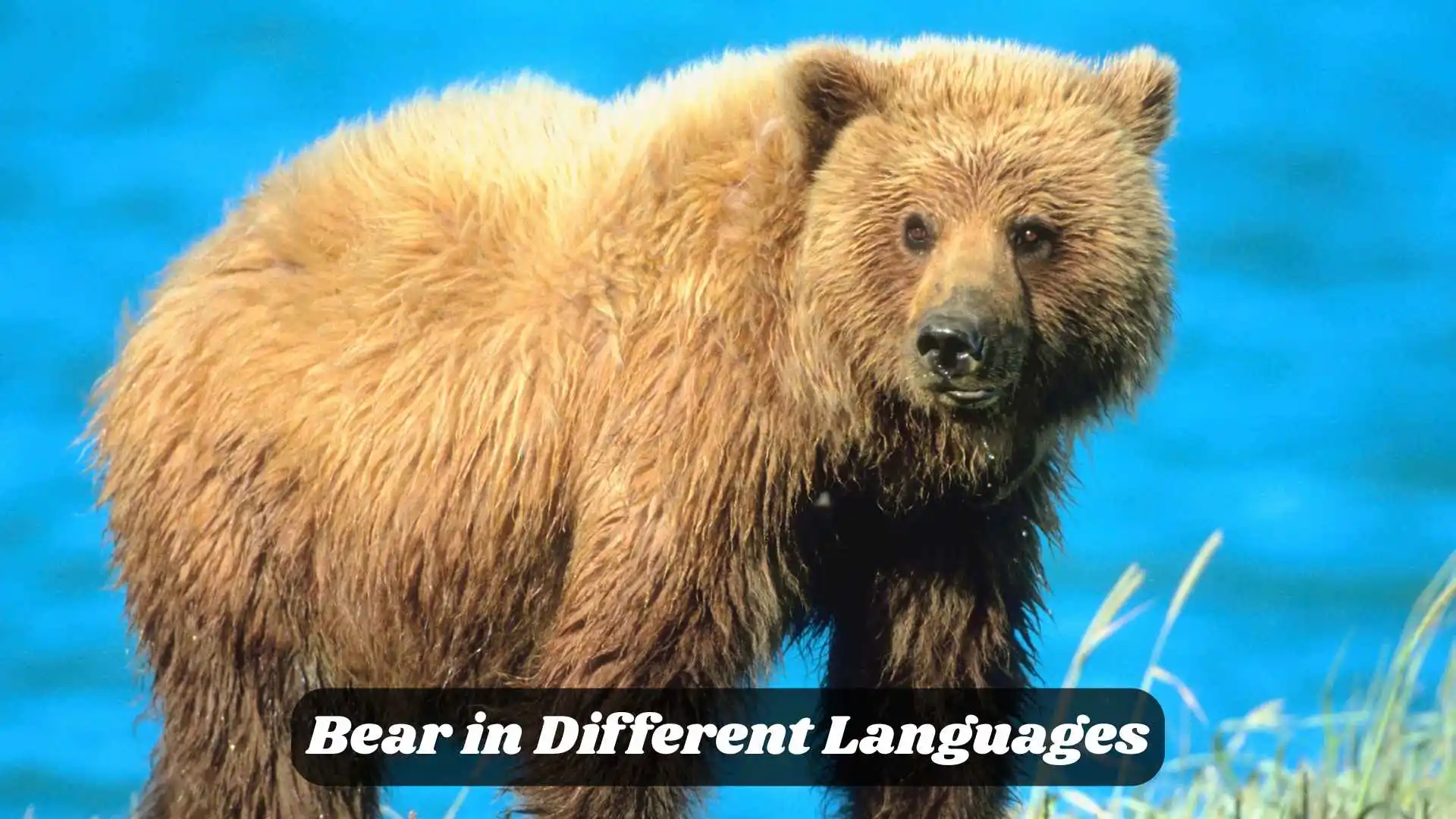 Bear in Different Languages | Translations, Pronunciations & Examples