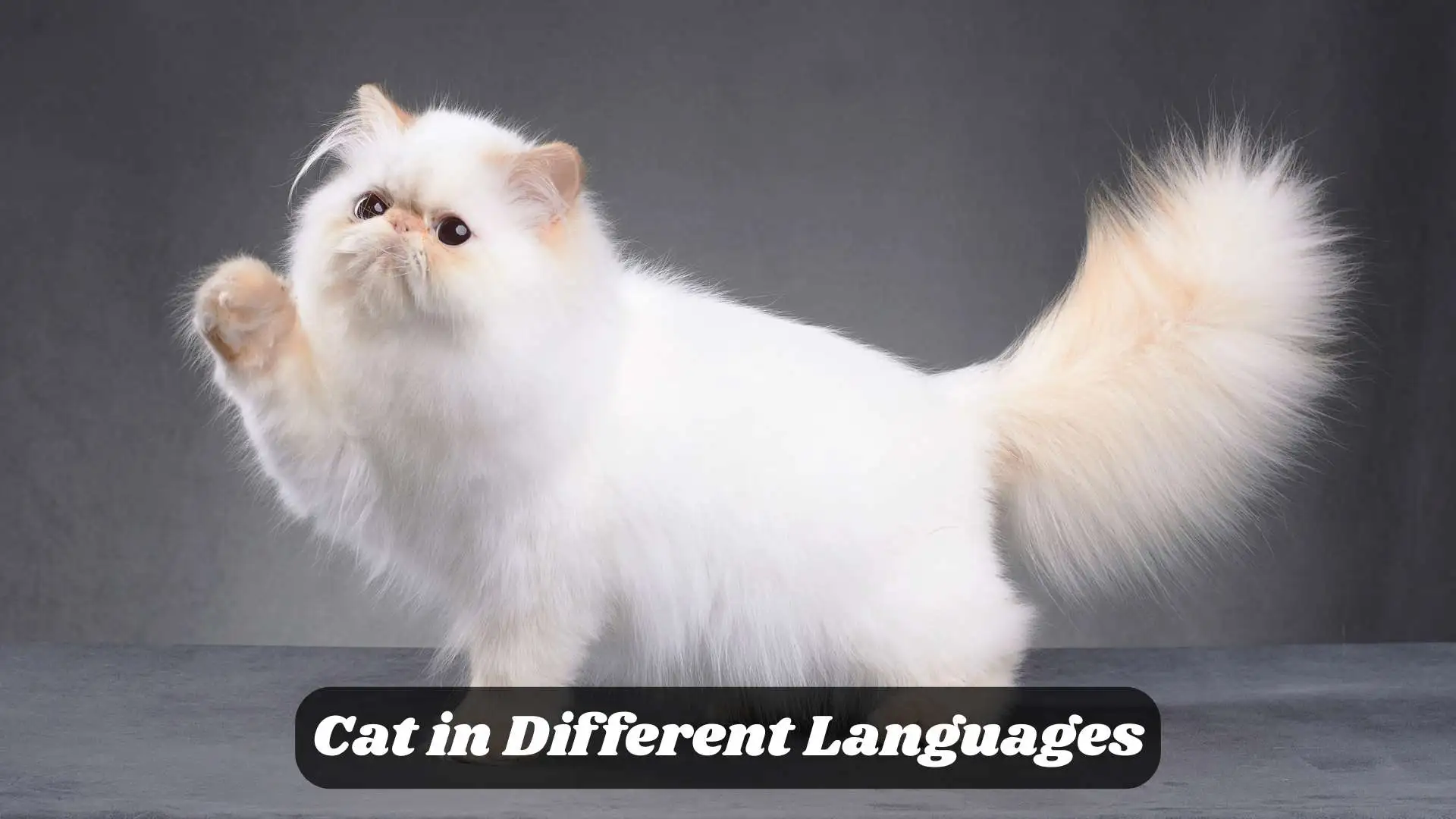 Cat in Different Languages
