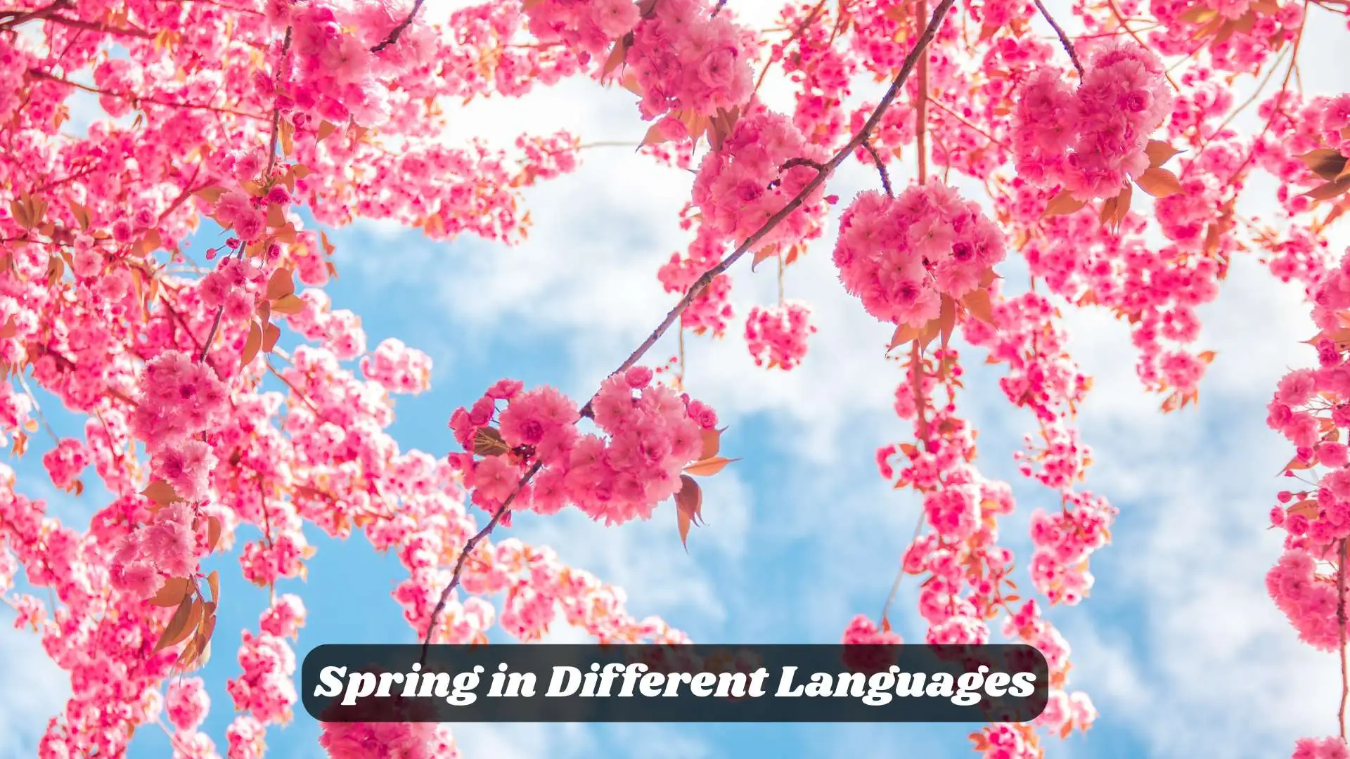 🌸 Spring in Different Languages | A Word Full of Life and Renewal