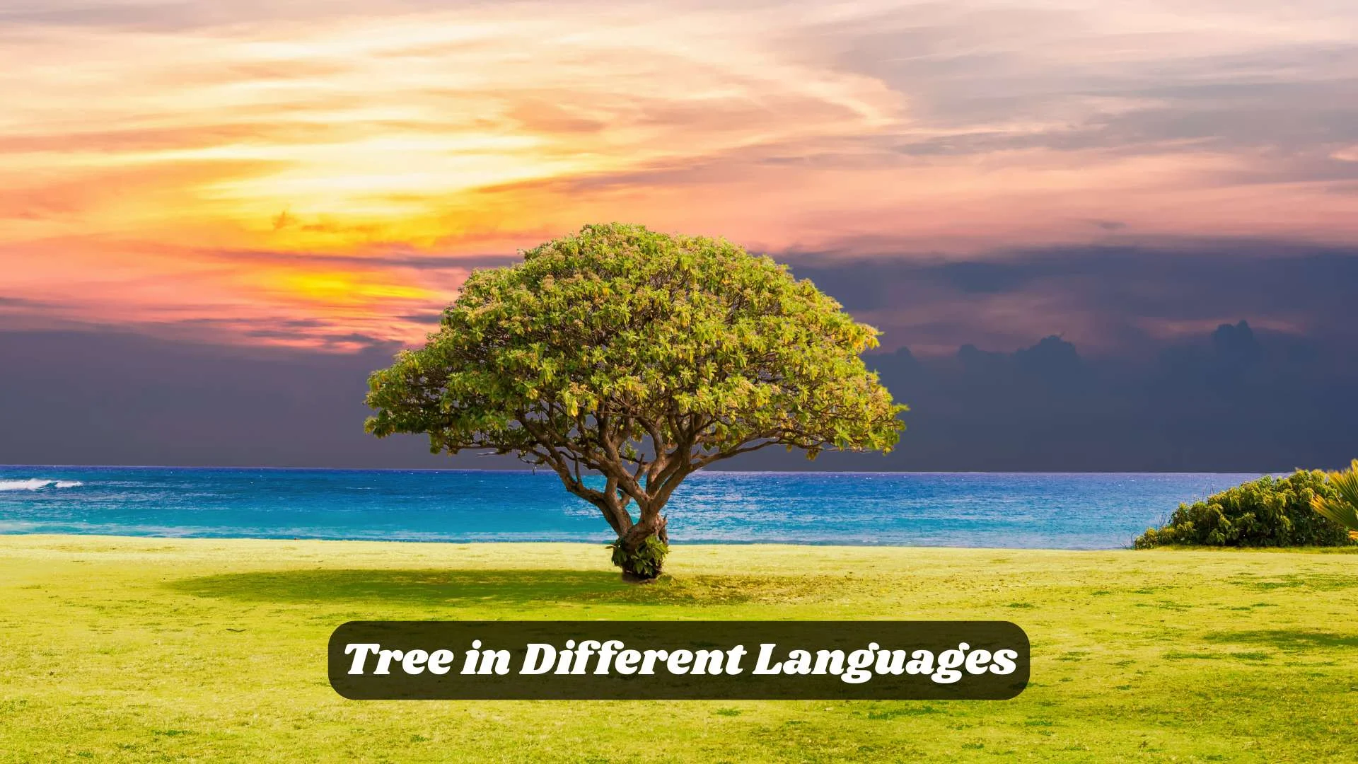 🌳 Tree in Different Languages | A Word Rooted in Every Culture
