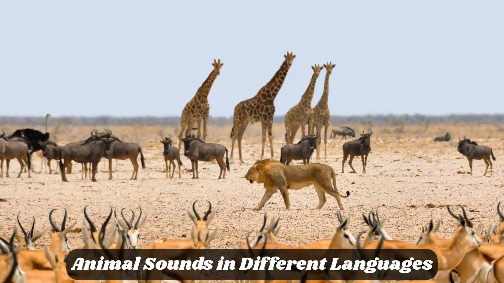 🐶 Animal Sounds in Different Languages | How Animals Speak Around the World