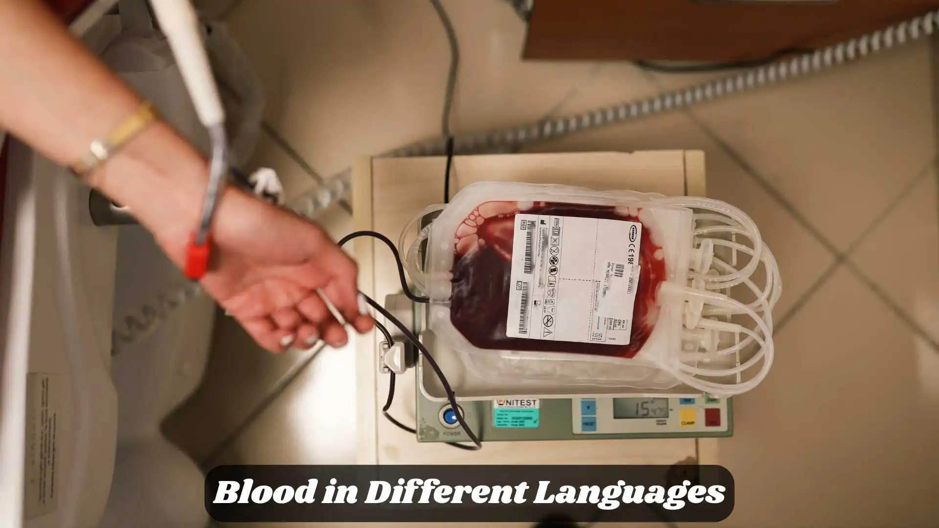 🩸 Blood in Different Languages | The Universal Symbol of Life