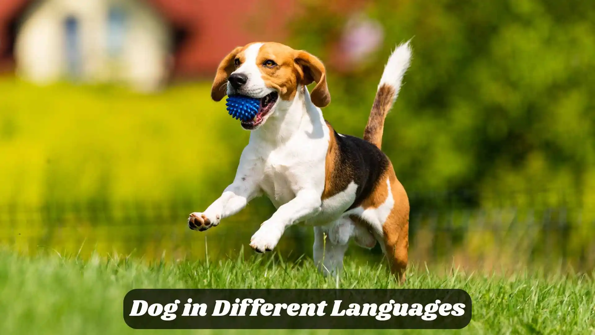 🐕 Dog in Different Languages | Discover the Word That Means Loyalty Everywhere