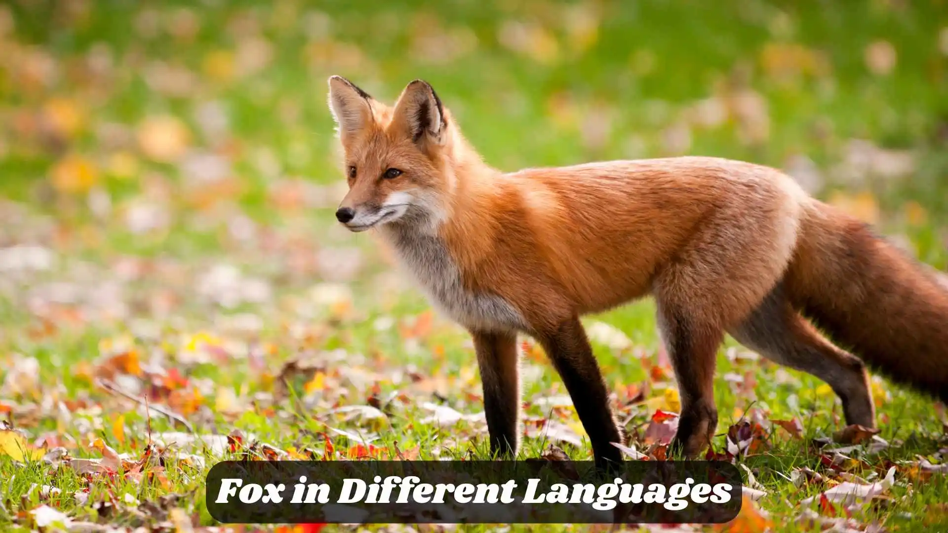 🦊 Fox in Different Languages | A Word Full of Mystery and Culture