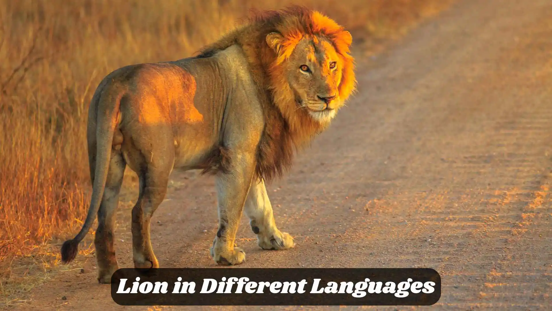 🦁 Lion in Different Languages | The King of the Animal Kingdom