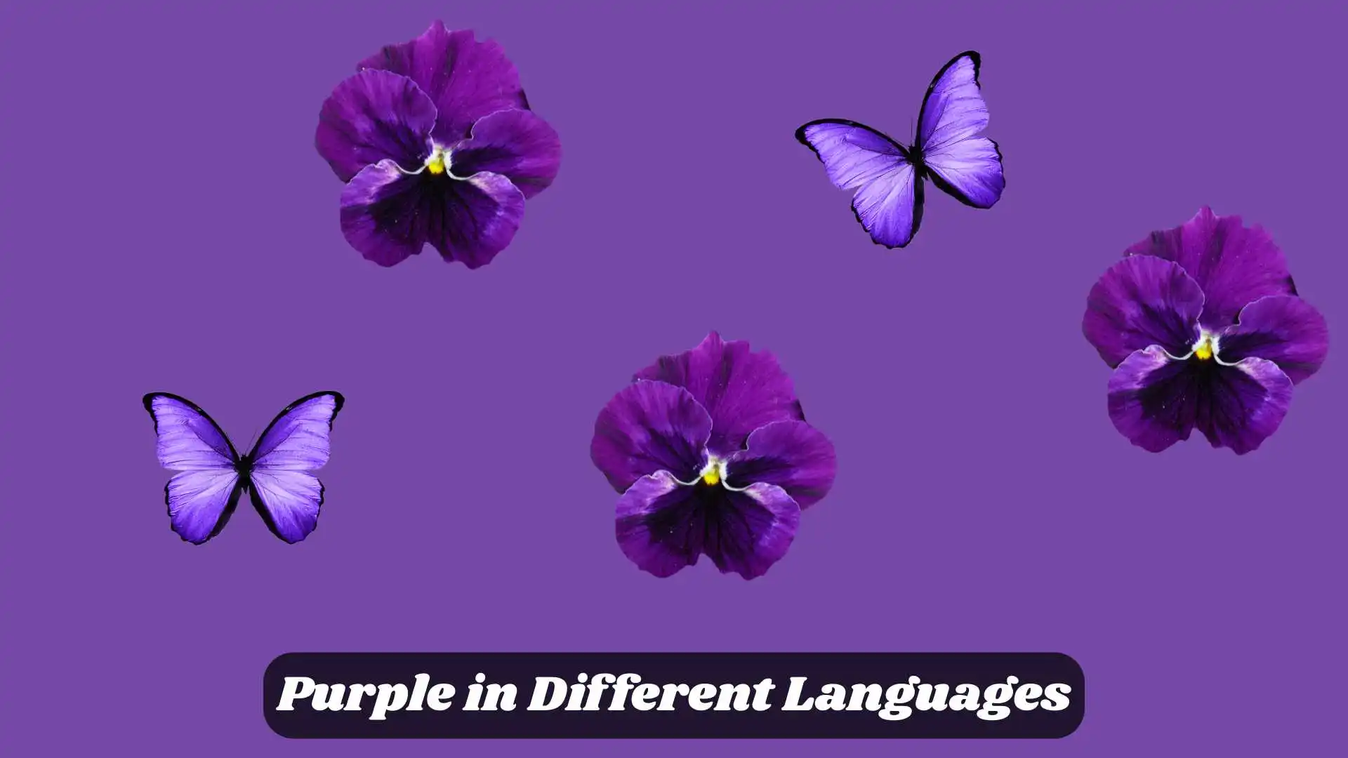 💜 Purple in Different Languages | The Royal Color of Creativity