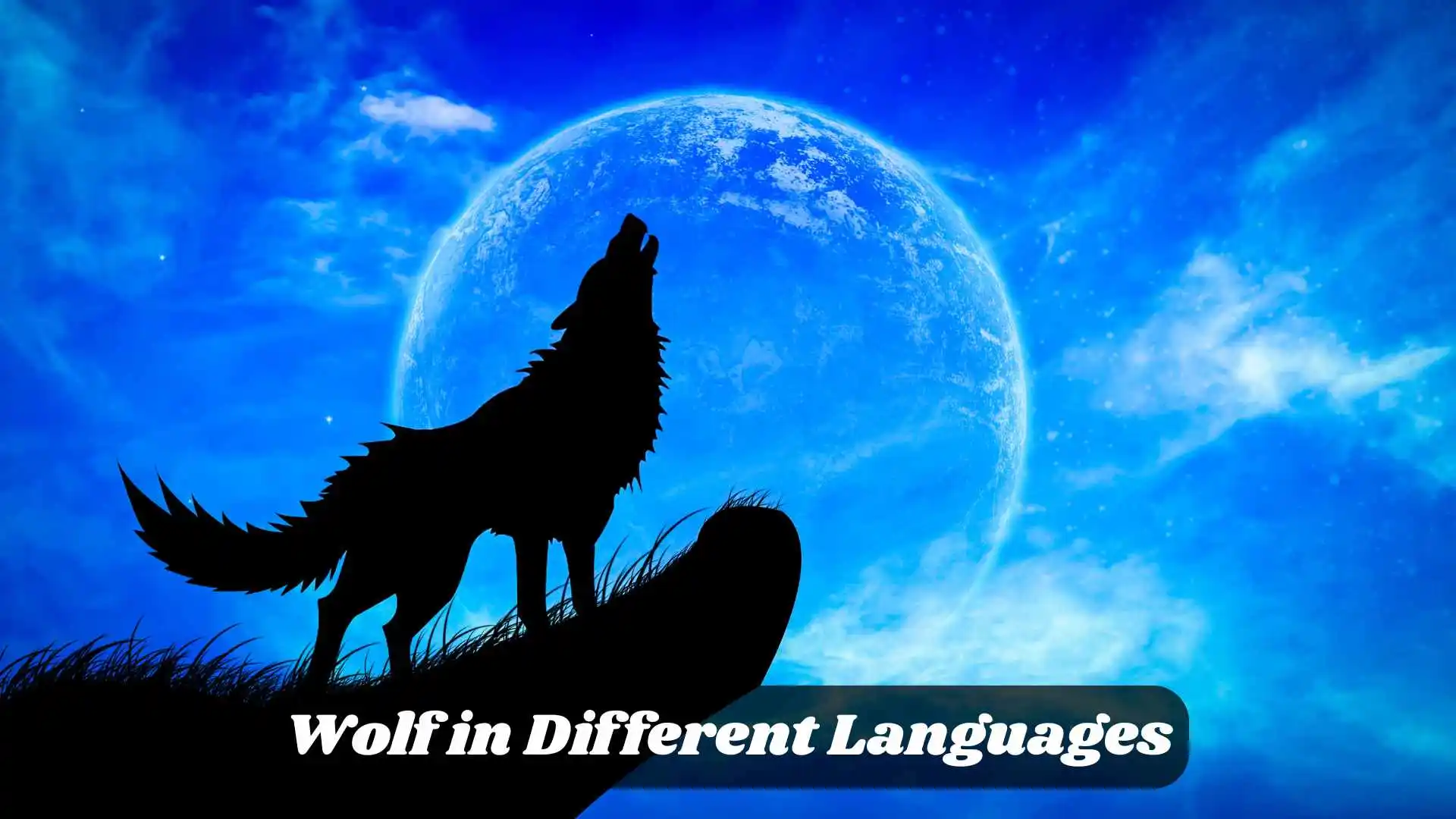 🐺 Wolf in Different Languages | The Surprising Ways Cultures Name the Wolf 