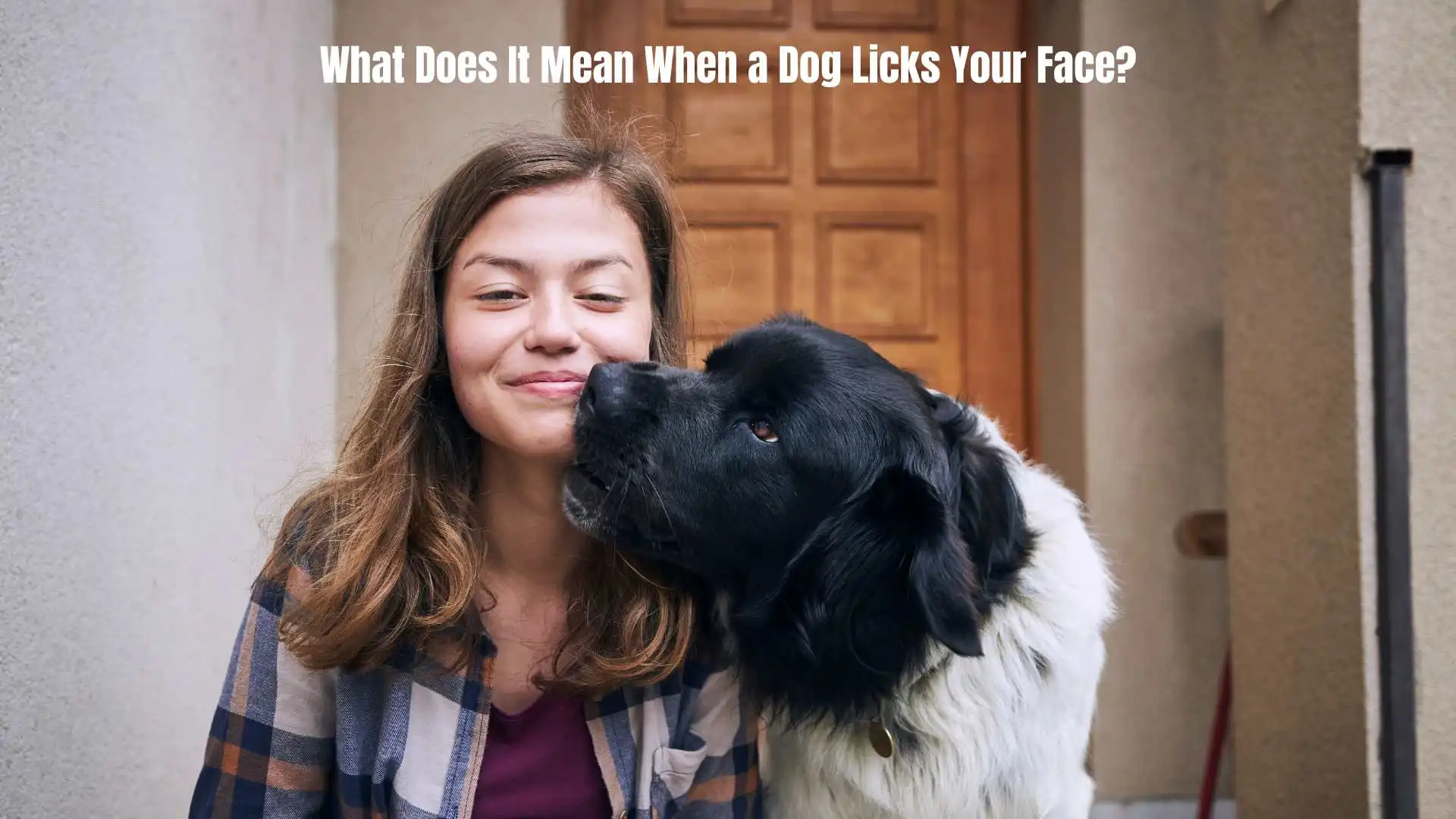 What Does It Mean When a Dog Licks Your Face? From a Dog Psychology View in 2026