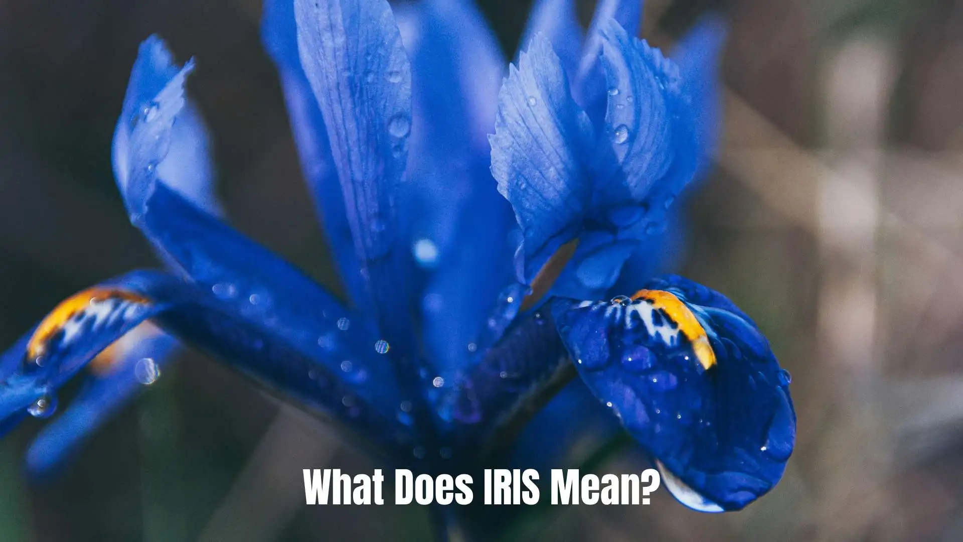 What Does IRIS Mean | Everything You Need to Know in 2026